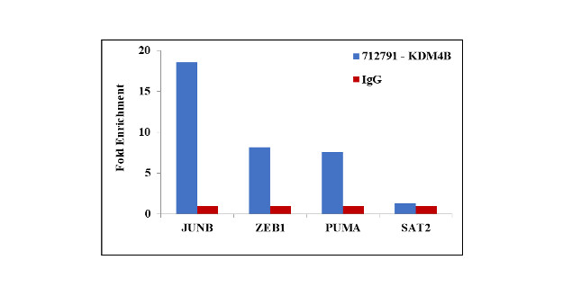 JMJD2B Antibody in ChIP Assay (ChIP)