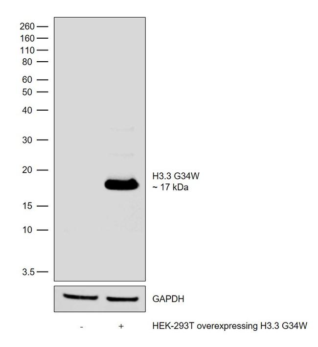 H3.3 G34W oncohistone mutant Antibody in Western Blot (WB)