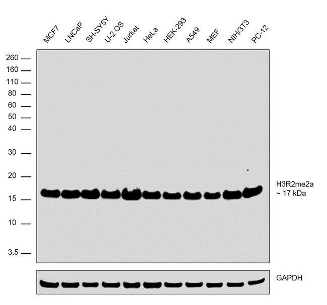 H3R2me2a Antibody in Western Blot (WB)