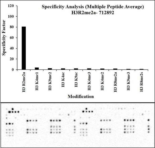 H3R2me2a Antibody in Peptide array (ARRAY)