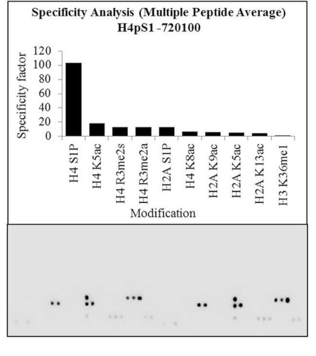 Phospho-Histone H4 (Ser1) Antibody in Peptide array (ARRAY)