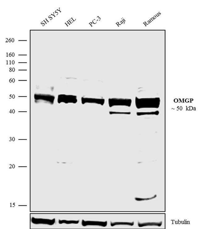 OMG Antibody in Western Blot (WB)