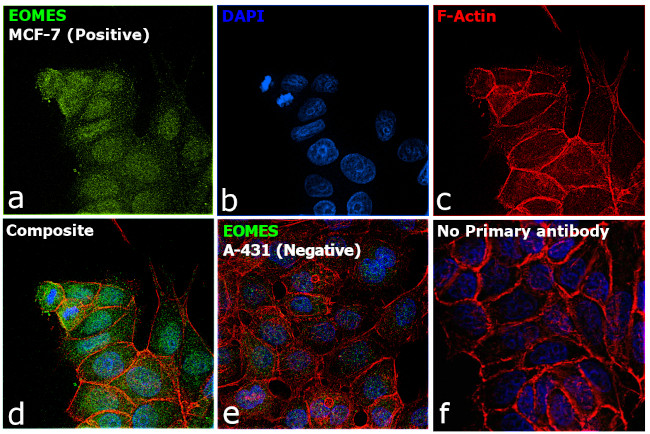 EOMES Antibody in Immunocytochemistry (ICC/IF)