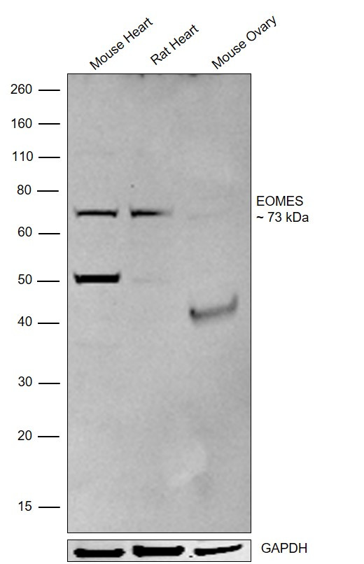 EOMES Antibody