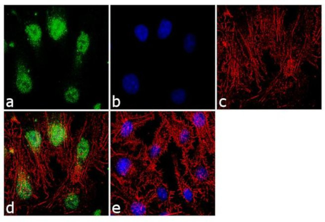 Hex Antibody in Immunocytochemistry (ICC/IF)