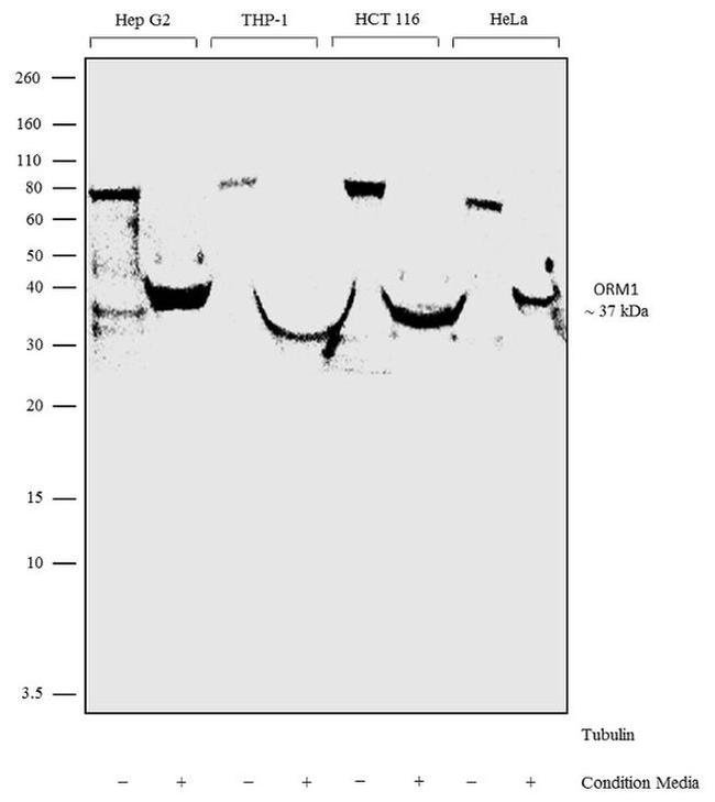 ORM1 Antibody in Western Blot (WB)