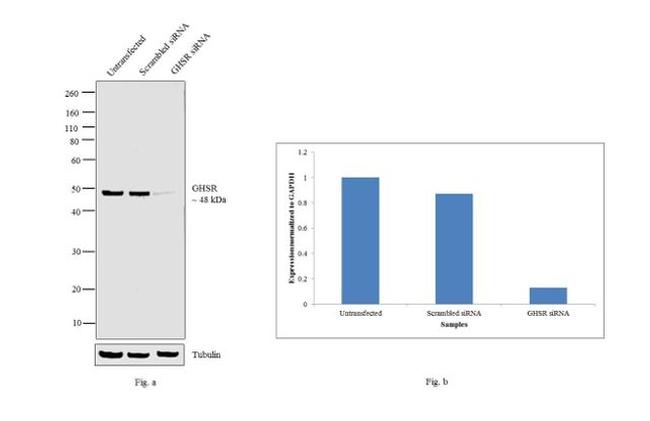 GHSR Antibody in Western Blot (WB)