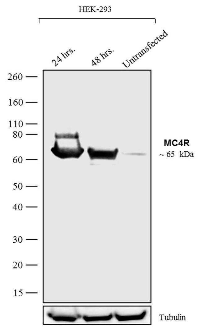 MC4R Antibody in Western Blot (WB)