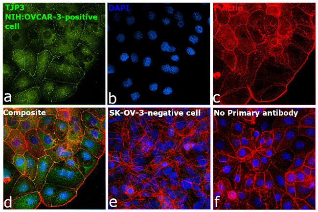 ZO-3 Polyclonal Antibody (720298)