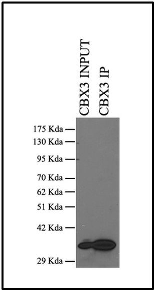 HP1 gamma Antibody in Immunoprecipitation (IP)