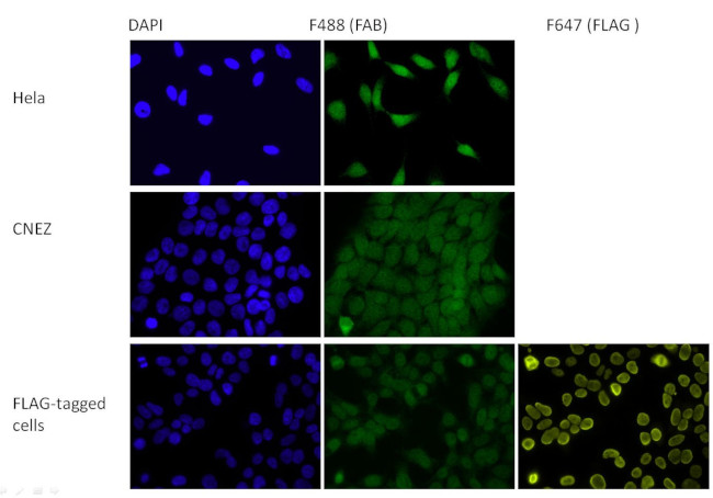 HP1 gamma Antibody in Immunocytochemistry (ICC/IF)