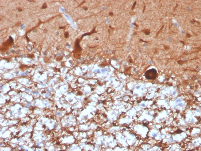 PGP9.5/UchL1 Antibody in Immunohistochemistry (Paraffin) (IHC (P))