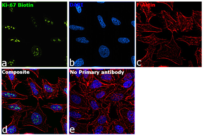 Ki-67 Antibody in Immunocytochemistry (ICC/IF)