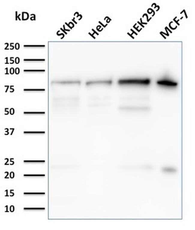 Ezrin/p81 Antibody in Western Blot (WB)