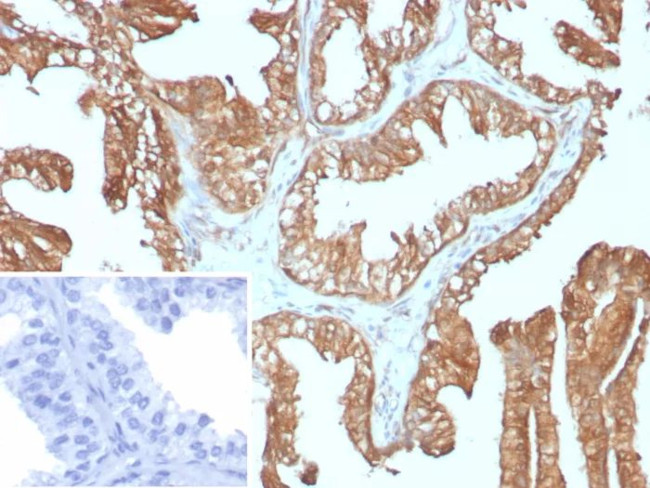 14-3-3E/Tryptophan 5-Monooxygenase Antibody in Immunohistochemistry (Paraffin) (IHC (P))