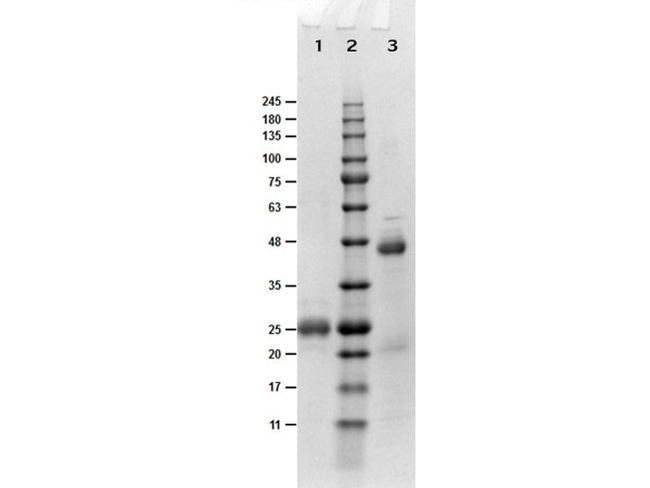 Fab Biotin Polyclonal Antibody (800-101-098)