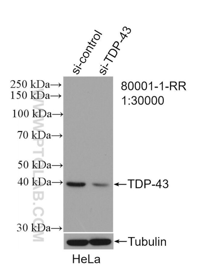 TDP-43 Antibody in Western Blot (WB)