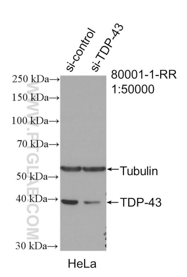 TDP-43 Antibody in Western Blot (WB)