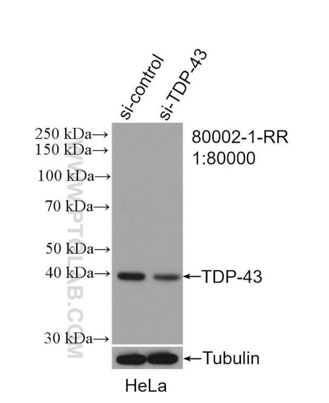 TDP-43 Antibody in Western Blot (WB)