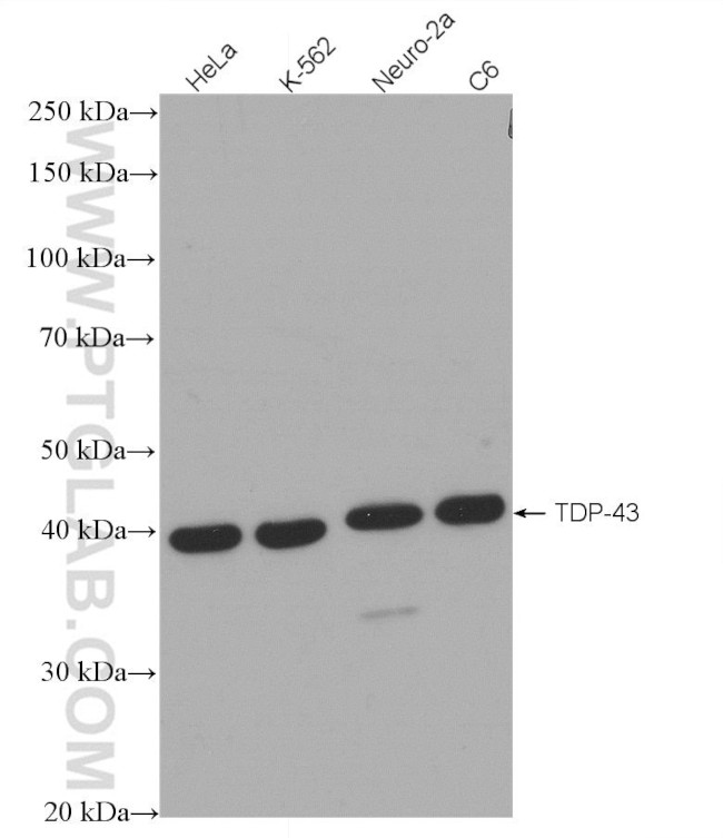 TDP-43 Antibody in Western Blot (WB)