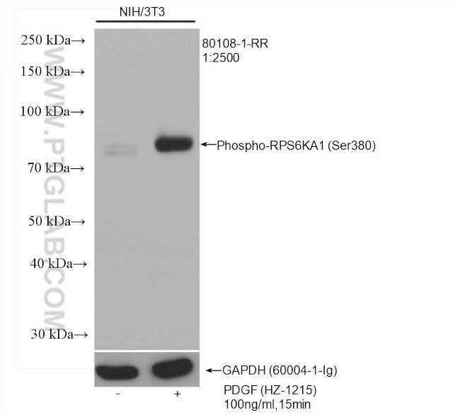 Phospho-RPS6KA1 (Ser380) Antibody in Western Blot (WB)