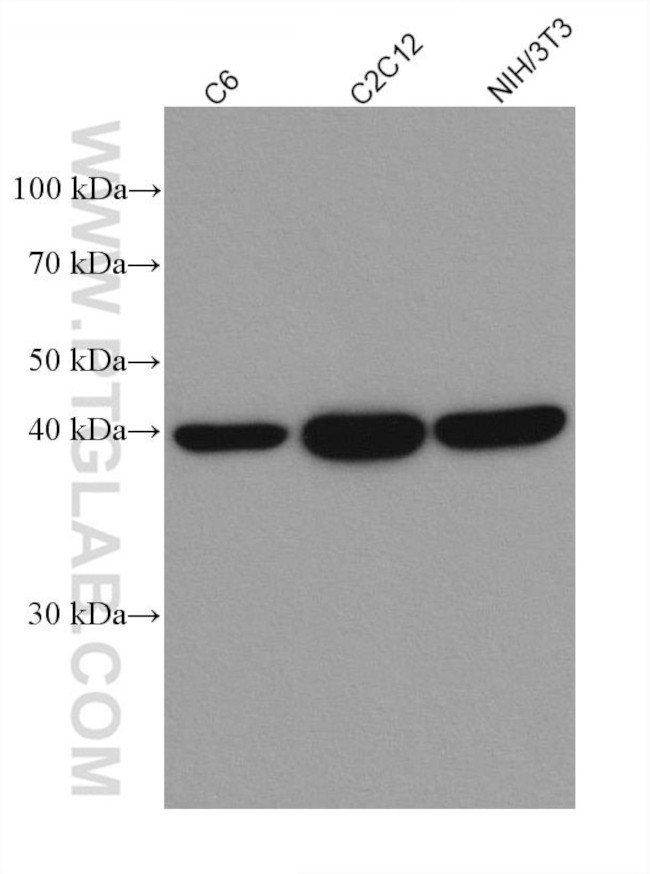 MAP2K3 Antibody in Western Blot (WB)