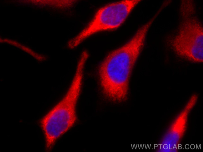 GAPDH Antibody in Immunocytochemistry (ICC/IF)