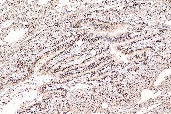 GAPDH Antibody in Immunohistochemistry (Paraffin) (IHC (P))