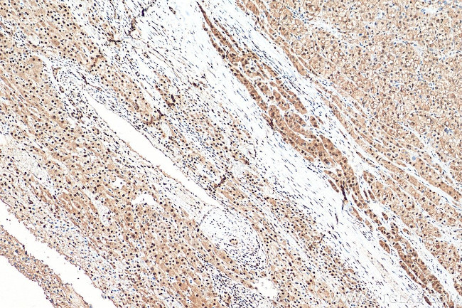 GAPDH Antibody in Immunohistochemistry (Paraffin) (IHC (P))