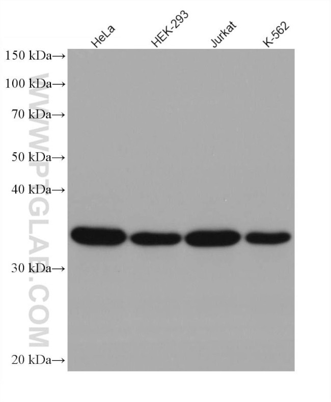 GAPDH Antibody in Western Blot (WB)