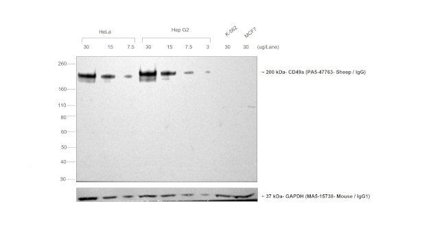 Sheep IgG (H+L) Secondary Antibody in Western Blot (WB)