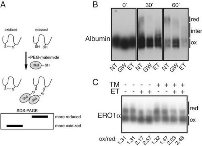 Rat Albumin Antibody in Western Blot (WB)