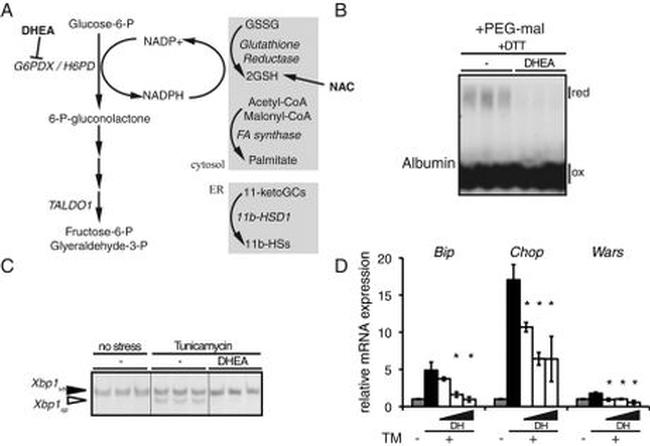 Rat Albumin Antibody in Western Blot (WB)