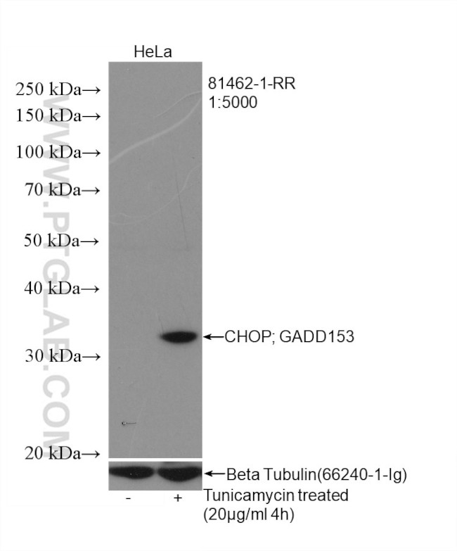 CHOP/GADD153 Antibody in Western Blot (WB)