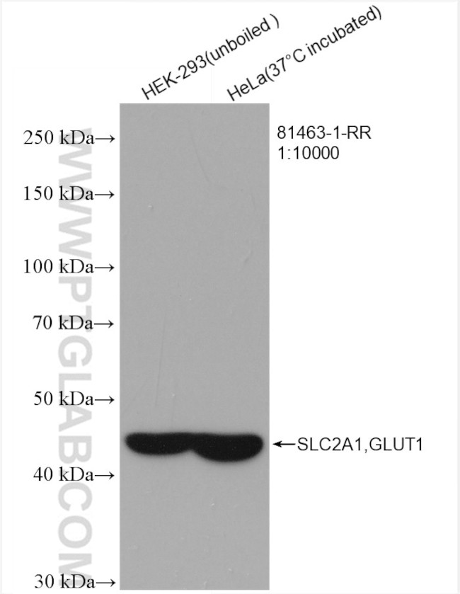 GLUT1 Antibody in Western Blot (WB)