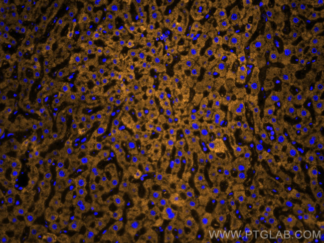 VDAC1/Porin Antibody in Immunohistochemistry (PFA fixed) (IHC (PFA))