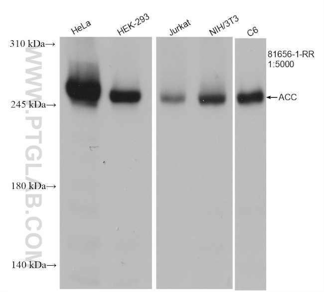 ACC1 Antibody in Western Blot (WB)