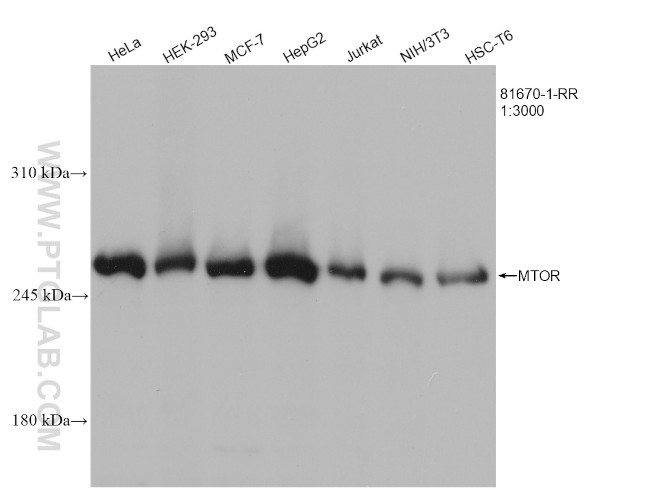 mTOR Antibody in Western Blot (WB)