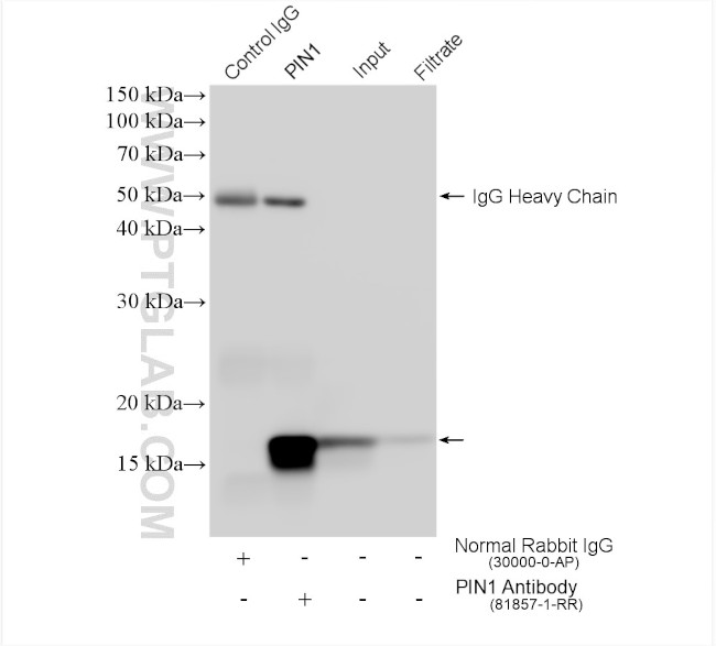 PIN1 Antibody in Immunoprecipitation (IP)
