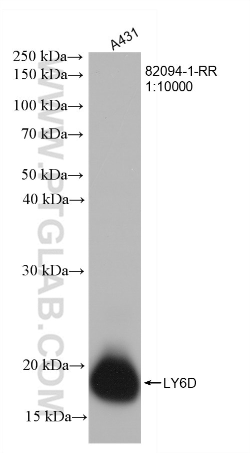 LY6D Antibody in Western Blot (WB)