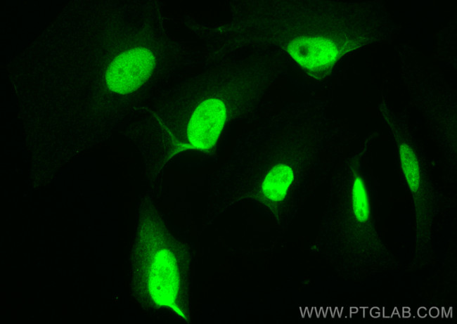 Cyclin A2 Antibody in Immunocytochemistry (ICC/IF)