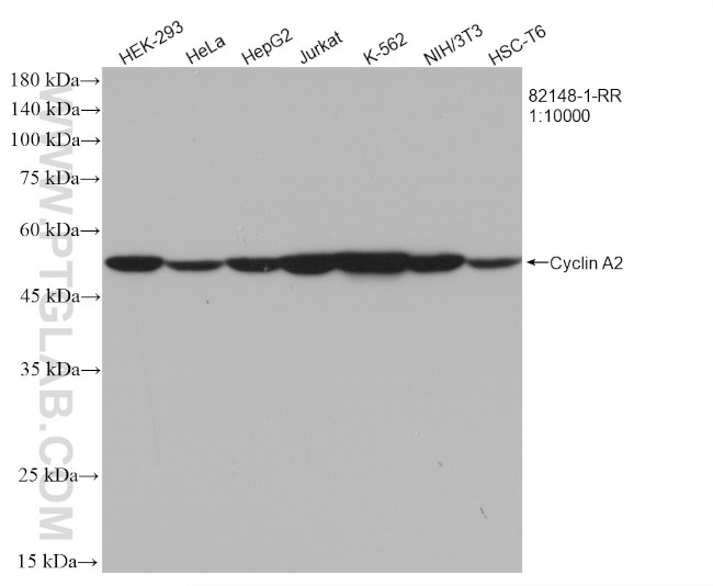 Cyclin A2 Antibody in Western Blot (WB)