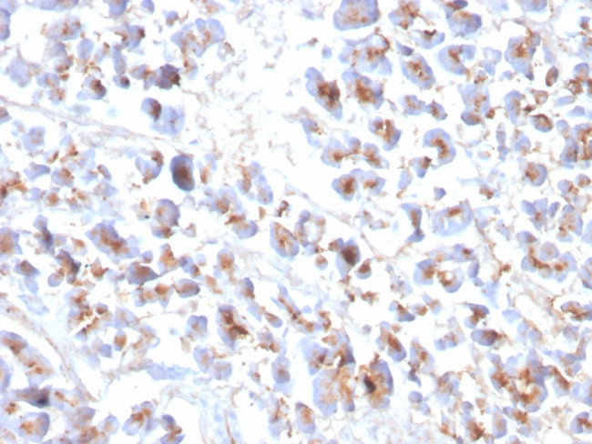 Eosinophil Peroxidase (EPX) Antibody in Immunohistochemistry (Paraffin) (IHC (P))