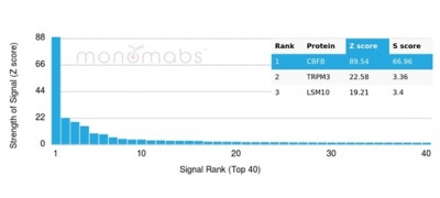 CBFB/PEBP2beta Antibody in Peptide array (ARRAY)