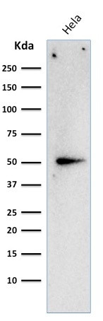 Cyclin A2 (S- and G2-phase Cyclin) Antibody in Western Blot (WB)