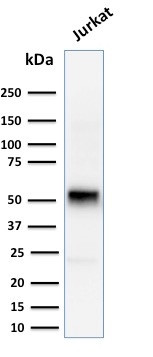 Cyclin E (G1/S-Phase Cyclin) Antibody in Western Blot (WB)