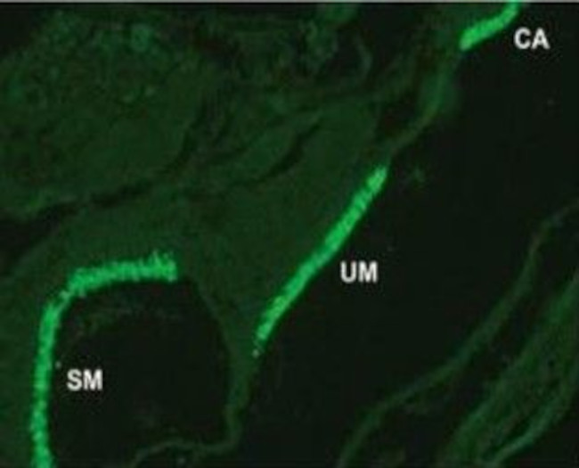 Otoferlin Antibody in Immunohistochemistry (Paraffin) (IHC (P))