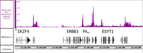 RNA Pol II Antibody in ChIP-Sequencing (ChIP-Seq)