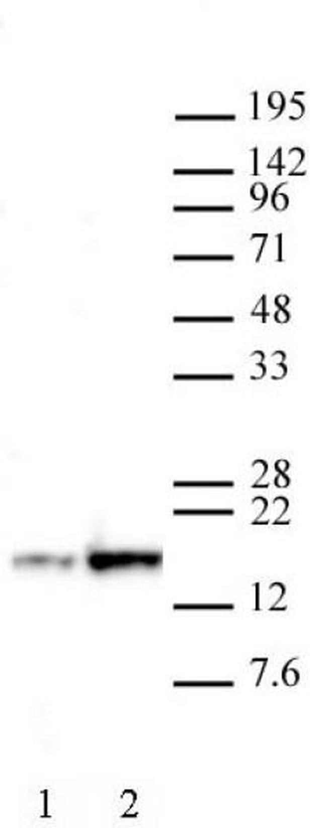 Histone H3K27ac Antibody in Western Blot (WB)