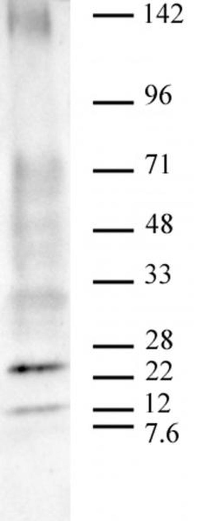 Ubiquitin Antibody in Western Blot (WB)